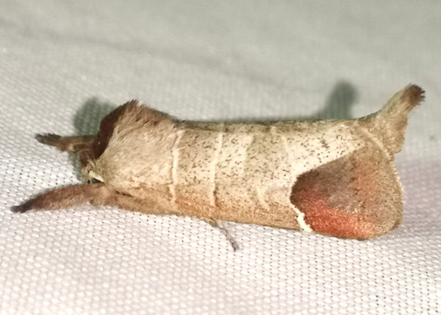 Clostera curtula - rövidszárnyú levélszövő