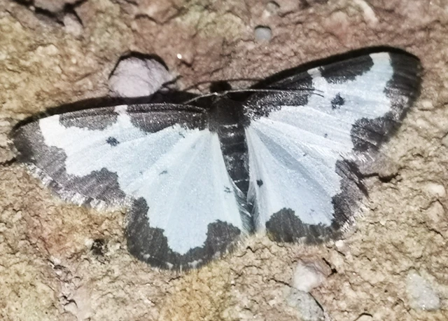 Lomaspilis marginata - szegélyes nyárfaaraszoló