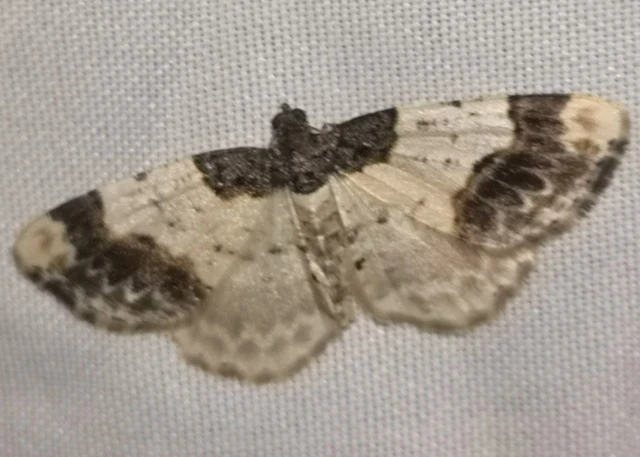 Ligdia adustata - barna levélaraszoló