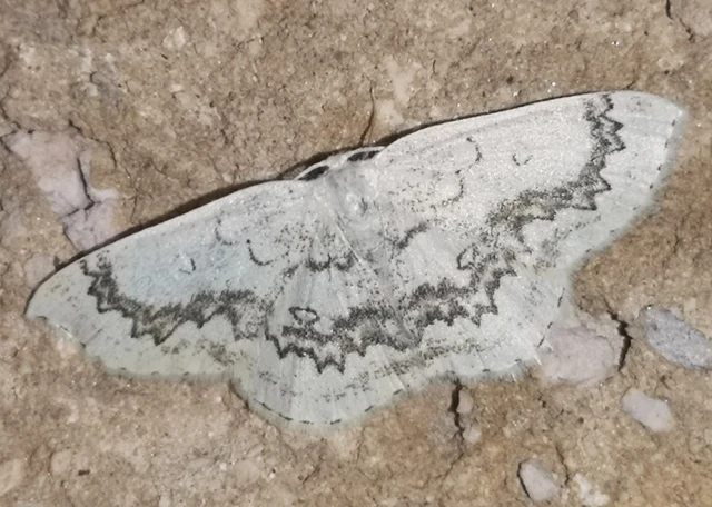 Cyclophora annularia - gyűrűs pettyesaraszoló