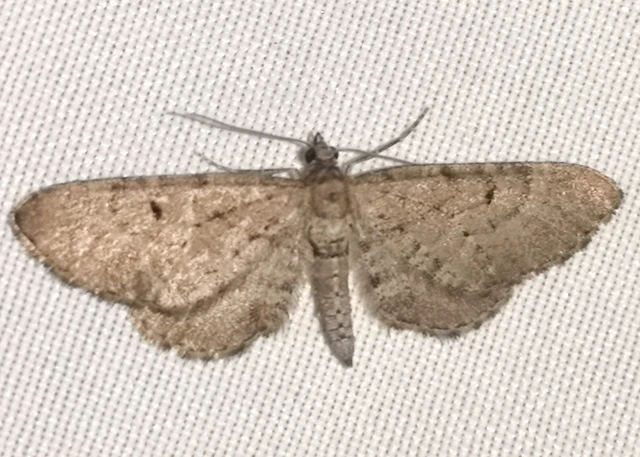 Eupithecia intricata - boróka-törpearaszoló