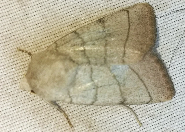 Charanyca trigrammica - háromsávos lombbagoly