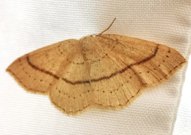 Cyclophora linearia - vonalas pettyesaraszoló