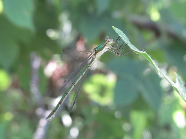 Lestes virens vestalis - kis rablószitakötő