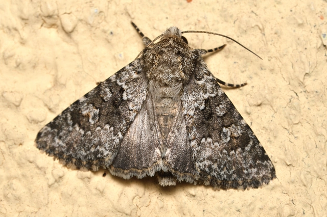 Hecatera dysodea - parajbagoly