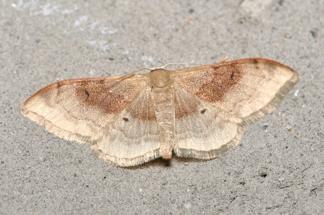 Idaea degeneraria - barnasávos araszoló