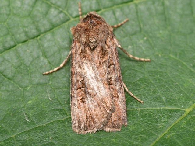 Euxoa tritici/nigrofusca/eruta