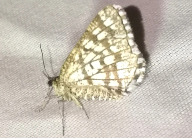 Chiasmia clathrata - rácsos rétiaraszoló