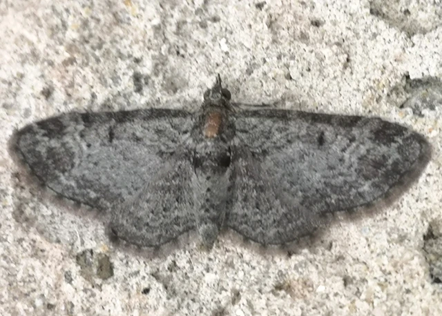 Pasiphila rectangulata - almavirág-araszoló