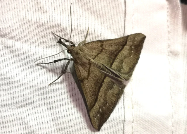 Hypena proboscidalis - ormányos karcsúbagoly