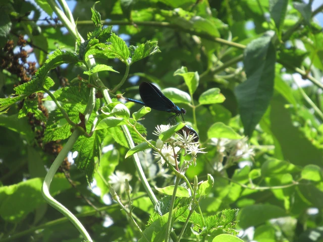 Calopteryx virgo - kisasszony-szitakötő