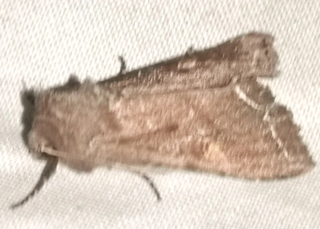 Lacanobia oleracea - saláta-kertibagoly