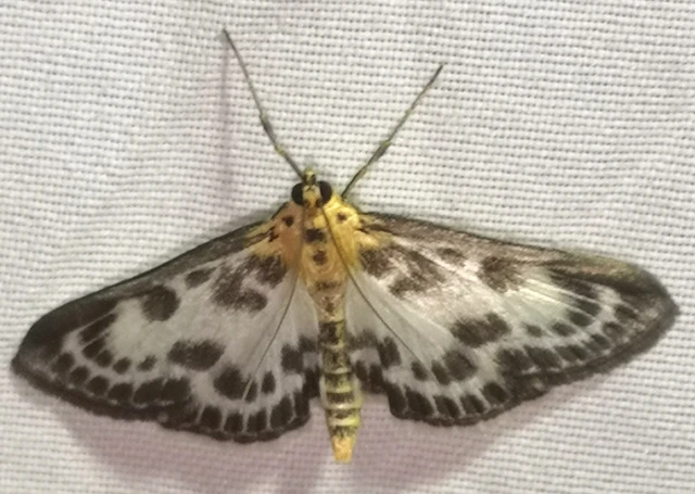 Anania hortulata - tarka csalánmoly