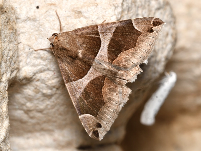 Dysgonia algira - déli porcelánbagoly
