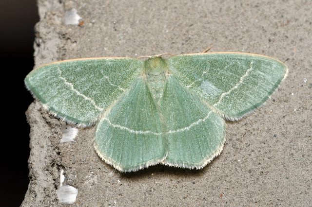 Chlorissa viridata - üdezöld araszoló