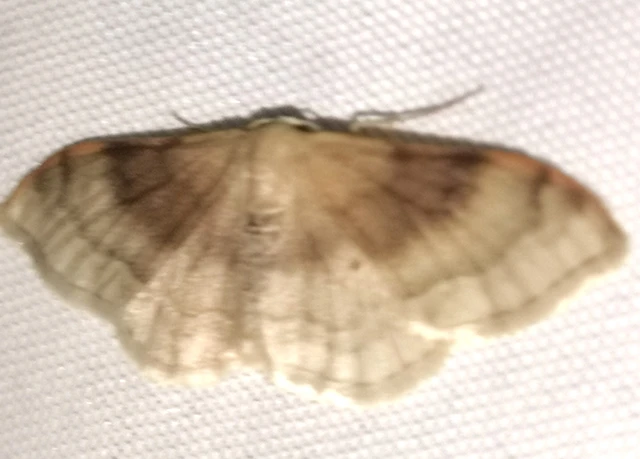 Idaea degeneraria - barnasávos araszoló