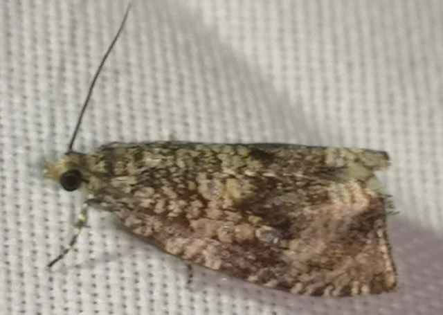 Celypha lacunana - vízparti tükrösmoly