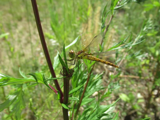 Sympetrum striolatum - harántsávos katona-szitakötő