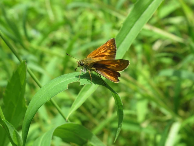 Ochlodes sylvanus - erdei busalepke