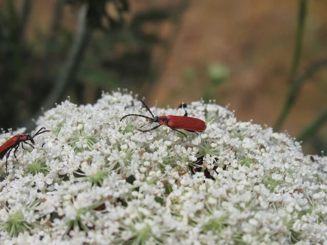 Lygistopterus sanguineus - vérbogár