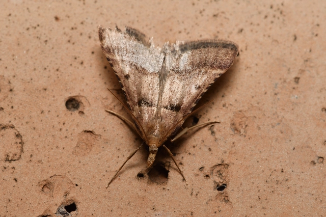 Stemmatophora brunnealis - barna fényilonca