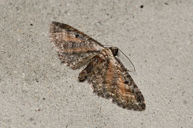 Eupithecia icterata - rozsdafoltos törpearaszoló