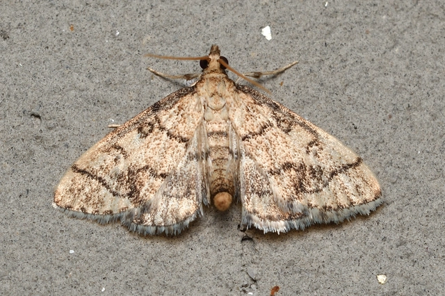 Metasia ophialis - kígyósávos tűzmoly