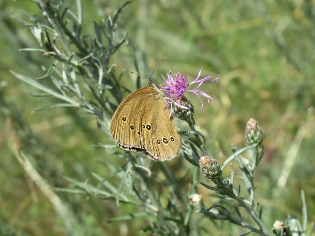 Aphantopus hyperanthus - közönséges ökörszemlepke