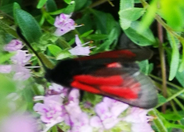 Zygaena