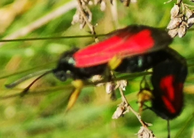 Zygaena