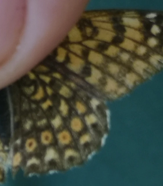 Melitaea cinxia - réti tarkalepke