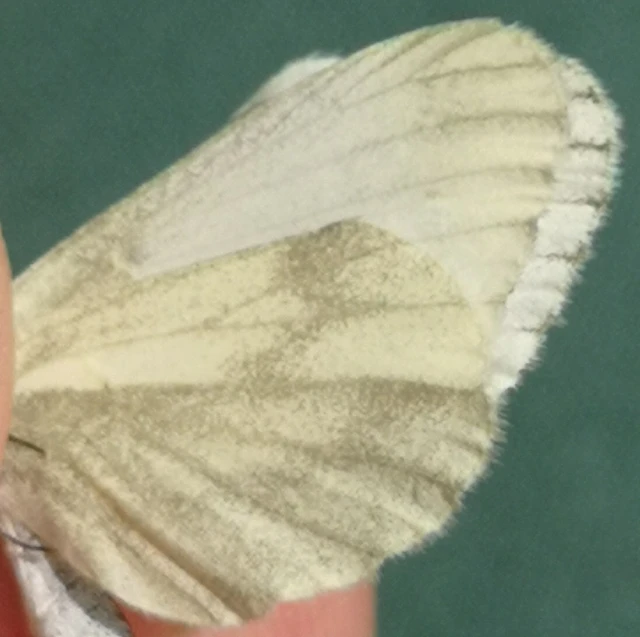 Leptidea sinapis - mustárlepke