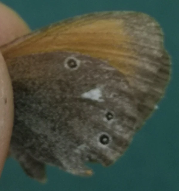Coenonympha glycerion - közönséges szénalepke