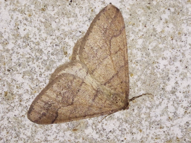 Agriopis marginaria - sárgás téliaraszoló