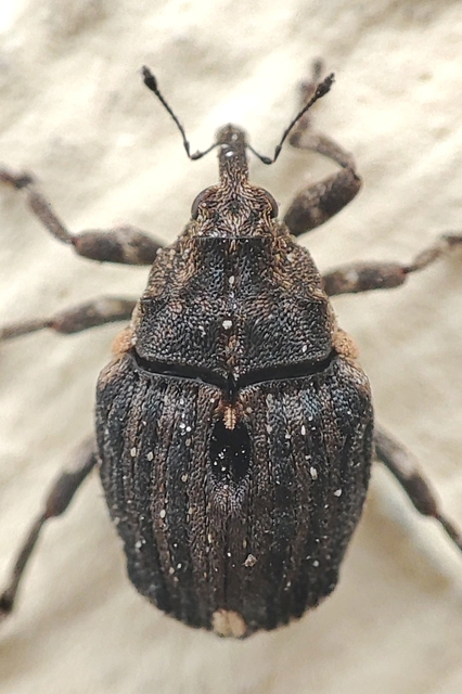 Stenocarus cardui - pipacsgyökér-ormányos