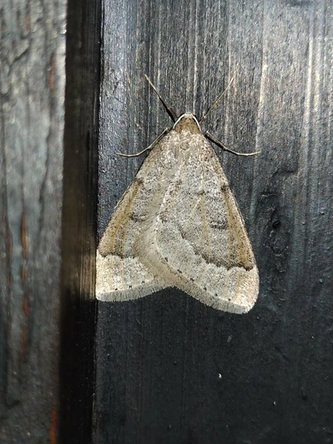 Theria rupicapraria - tavaszi kökényaraszoló