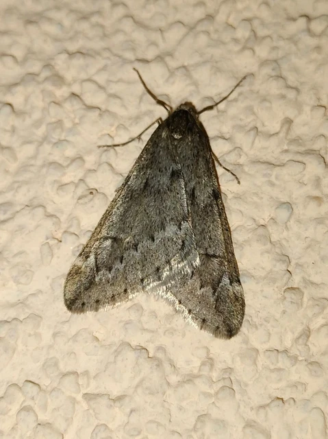 Alsophila aescularia - vadgesztenye-araszoló