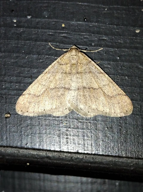 Agriopis marginaria - sárgás téliaraszoló