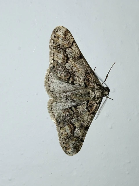 Agriopis leucophaearia - tölgy-tavasziaraszoló