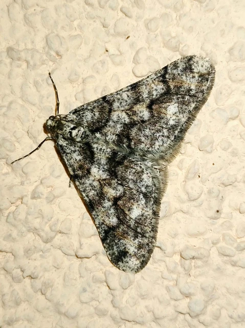 Agriopis leucophaearia - tölgy-tavasziaraszoló