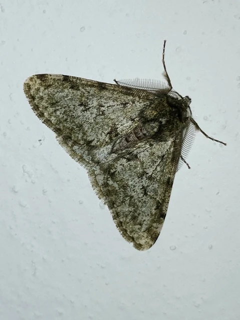 Apocheima pilosaria - zöldes tavasziaraszoló