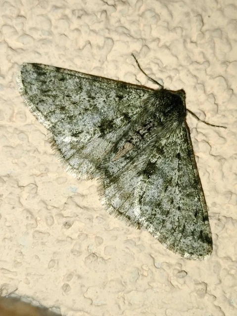 Apocheima pilosaria - zöldes tavasziaraszoló