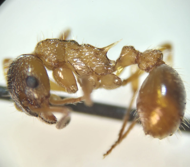 Myrmica ruginodis - erdei bütyköshangya
