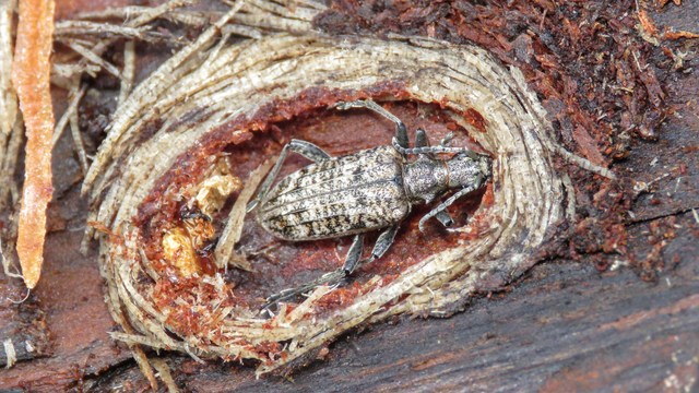 Rhagium inquisitor - fenyves-tövisescincér