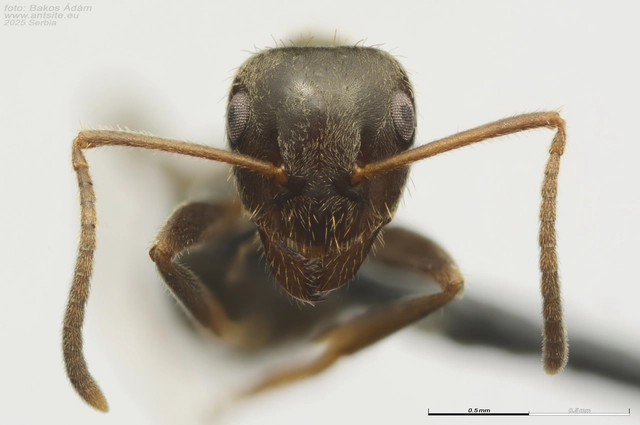 Lasius platythorax - erdei feketehangya
