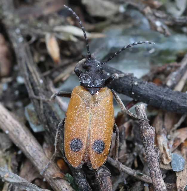 Apalus bimaculatus - kétfoltos élősdibogár