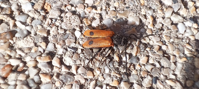 Apalus bimaculatus - kétfoltos élősdibogár