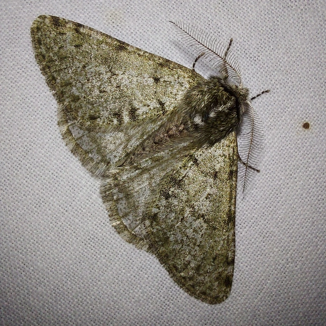 Apocheima pilosaria - zöldes tavasziaraszoló