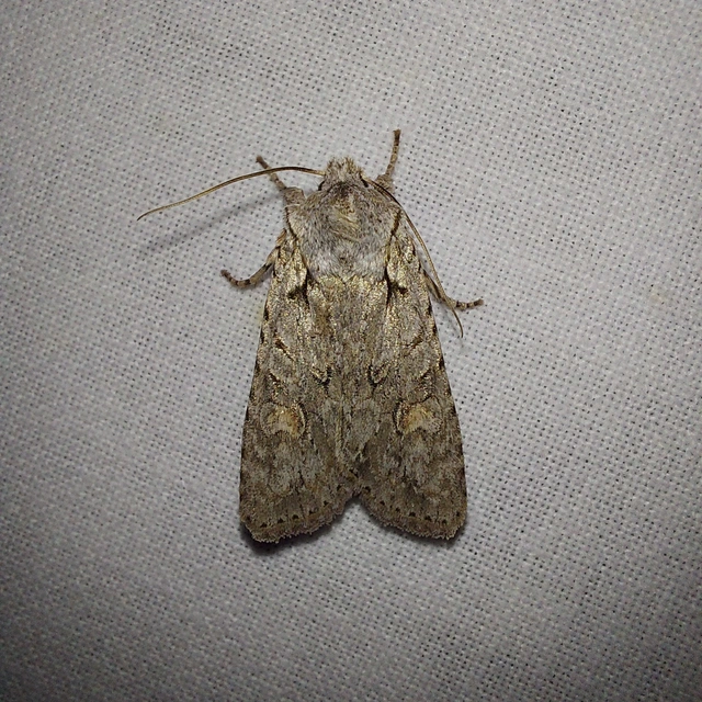 Lithophane ornitopus - közönséges fabagoly