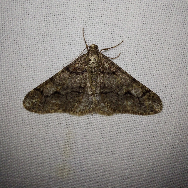 Agriopis leucophaearia - tölgy-tavasziaraszoló